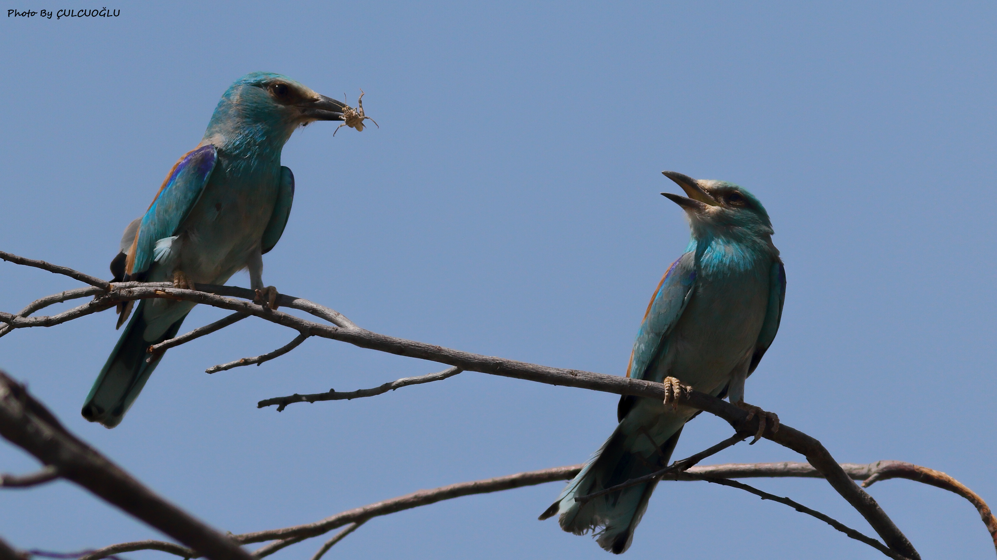 European Roller